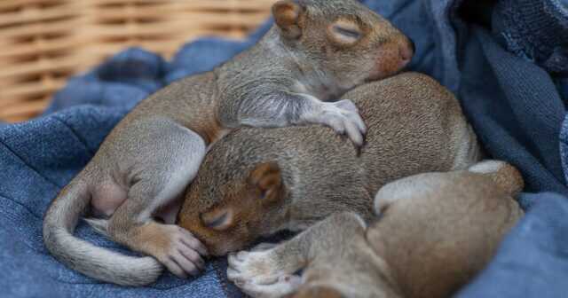 Squirrel Breeding Seasons Omega Squirrel Removal