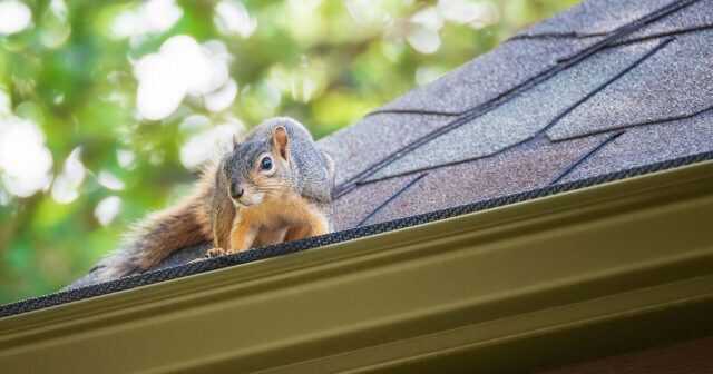Squirrel Pest Control And Removal Omega Animal Removal