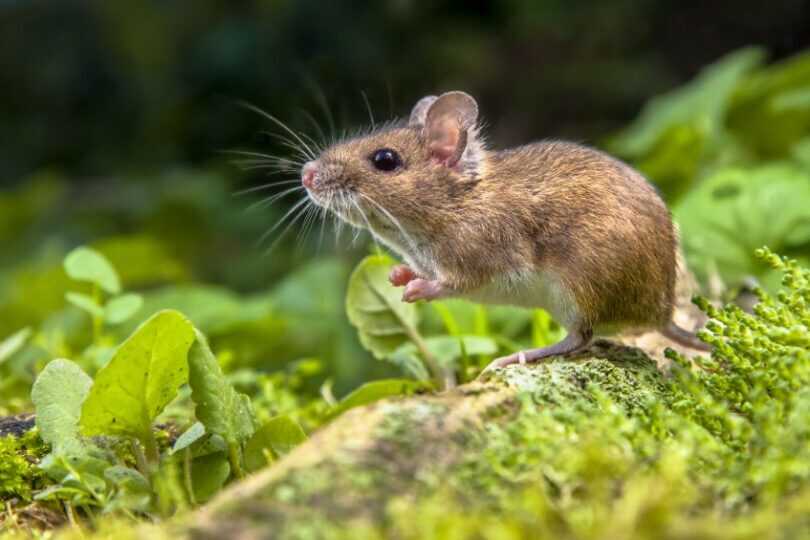 The Difference Between a Mouse, Rat, and Rodent