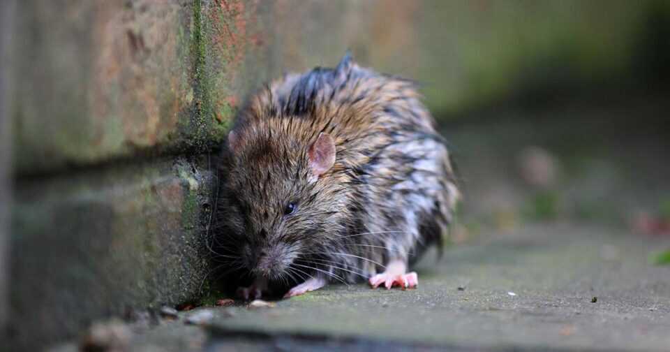 Dallas Rainy Season Pest Control