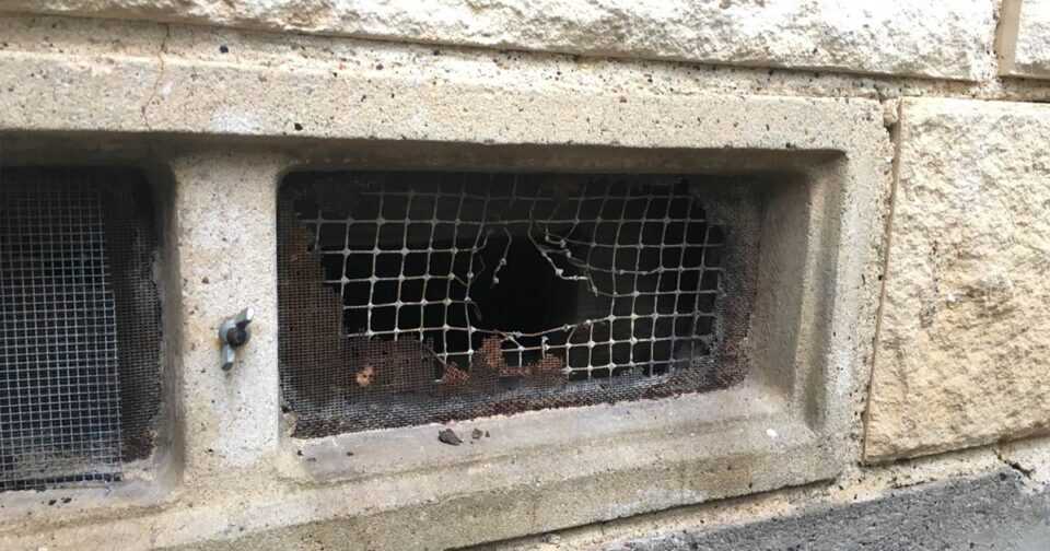 How Do I Get Rid of Rats in the House