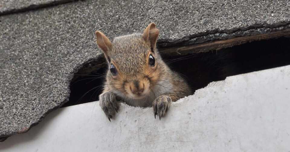 How to Get Rid of Squirrels