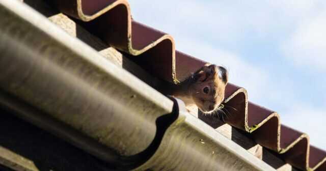 Squirrel Pest Control Omega Animal Removal