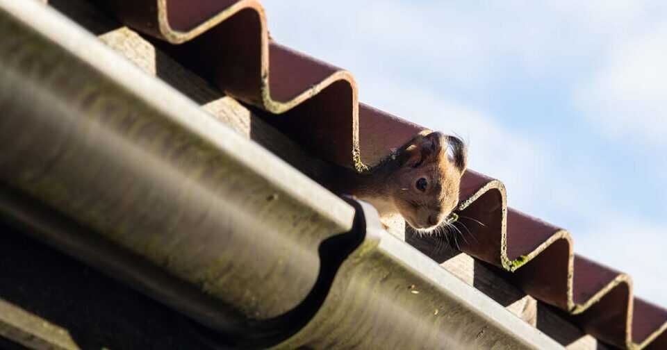 Squirrel Pest Control Omega Animal Removal