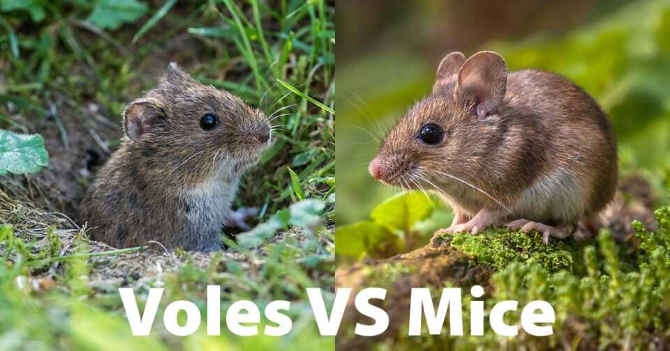 Vole VS Mouse In Dallas TX