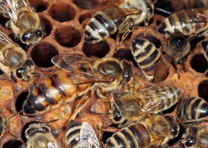 bee removal omega animal control content2