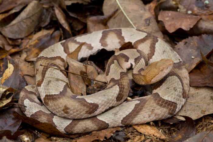 Best Methods for Removing Snakes From Your Property