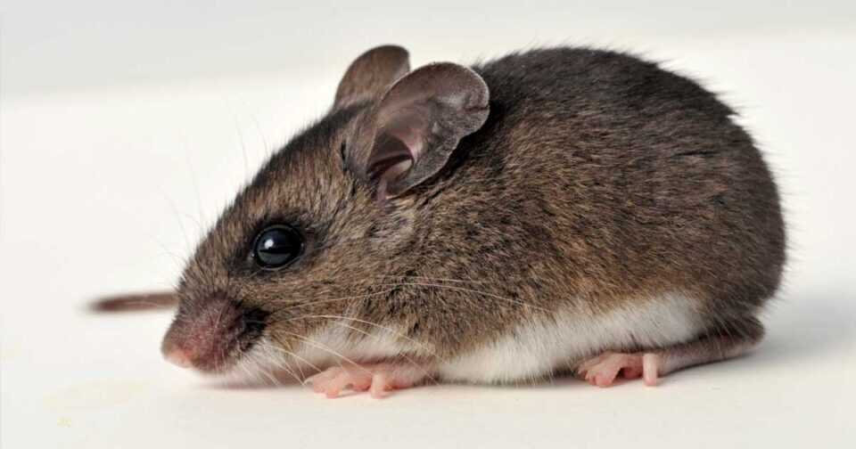 deer mice rodent removal