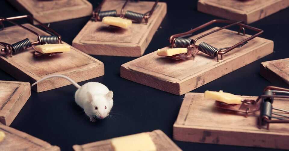 getting rid of rats guide to rat traps omega rodent pest control