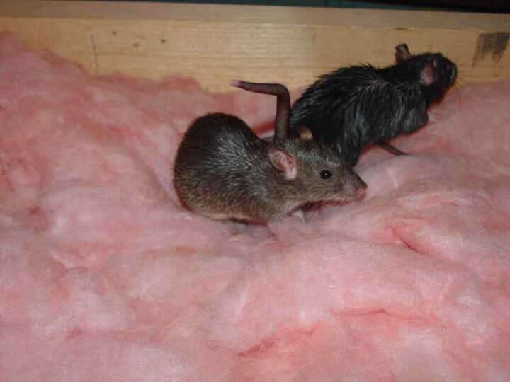 Health Dangers of a Rat Infestation
