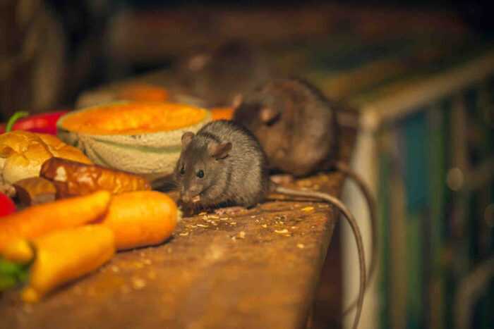 rat exterminator omega animal control content2