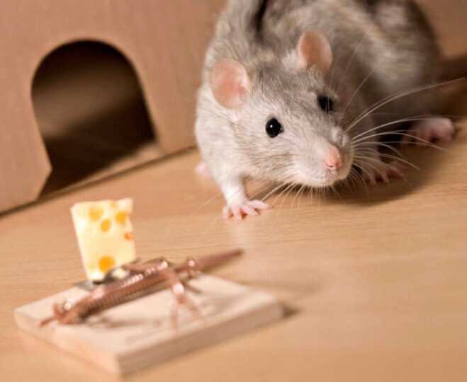 rat exterminator omega animal control content4