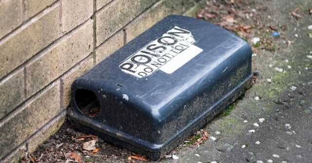 Rat Poison For Rats In The Attic Omega Rodent Pest Control