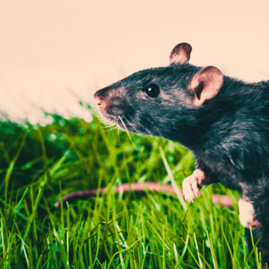 What Is Rat Exclusion?
