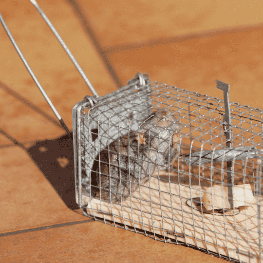 Best Way to Trap Rats