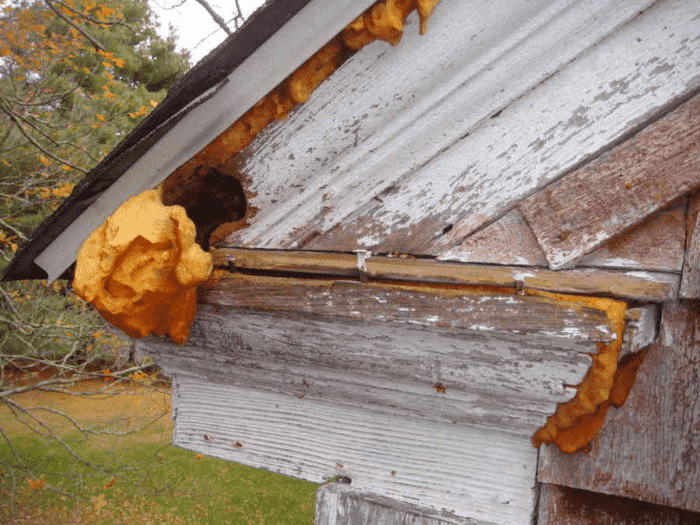 How to Get Rid of Rats