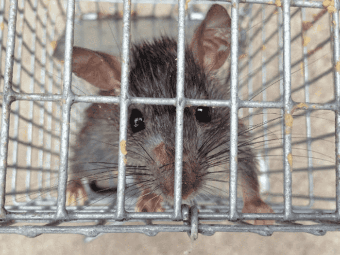 Best Rodent Removal Methods That Are Safe & Effective