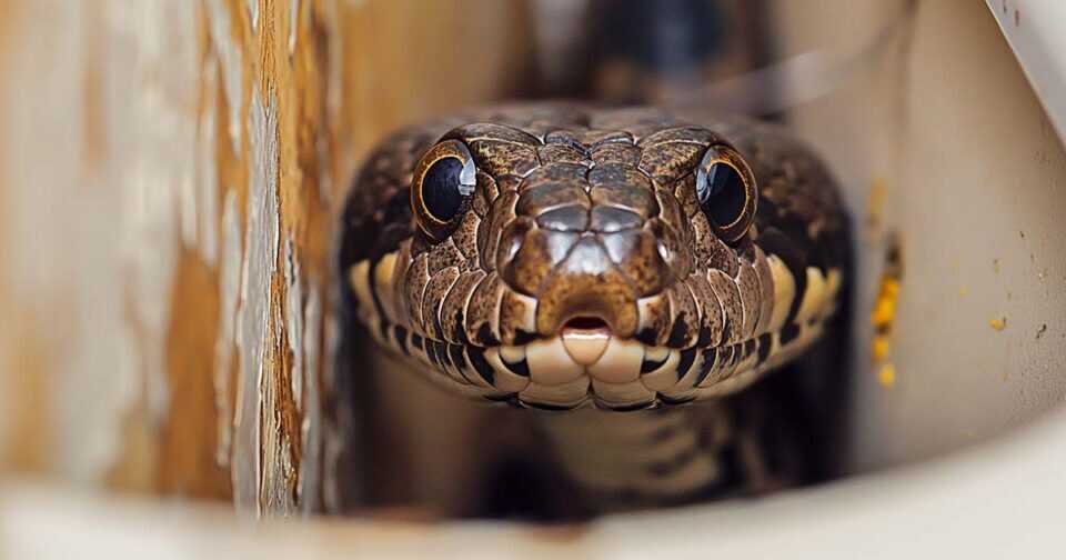 snake home removal