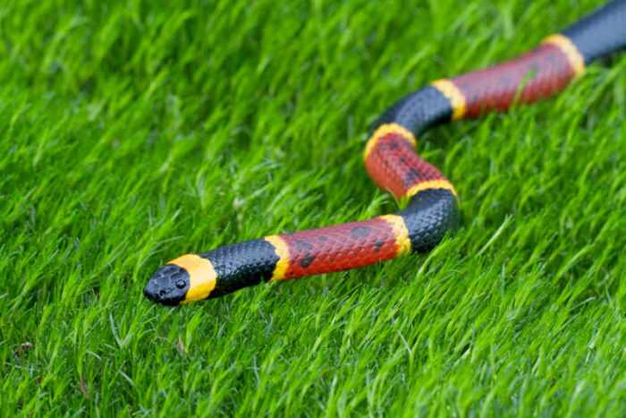 snake removal omega animal control content2